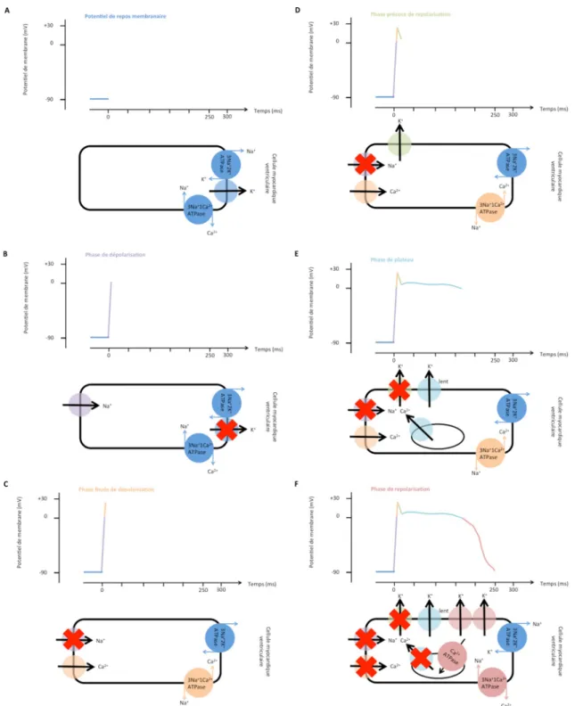 Fig. 2 Le potentiel d ’ action d ’ un myocyte ventriculaire : A. Le potentiel de repos membranaire (PRM) est entretenu est en partie par la Na + /K + -ATPase