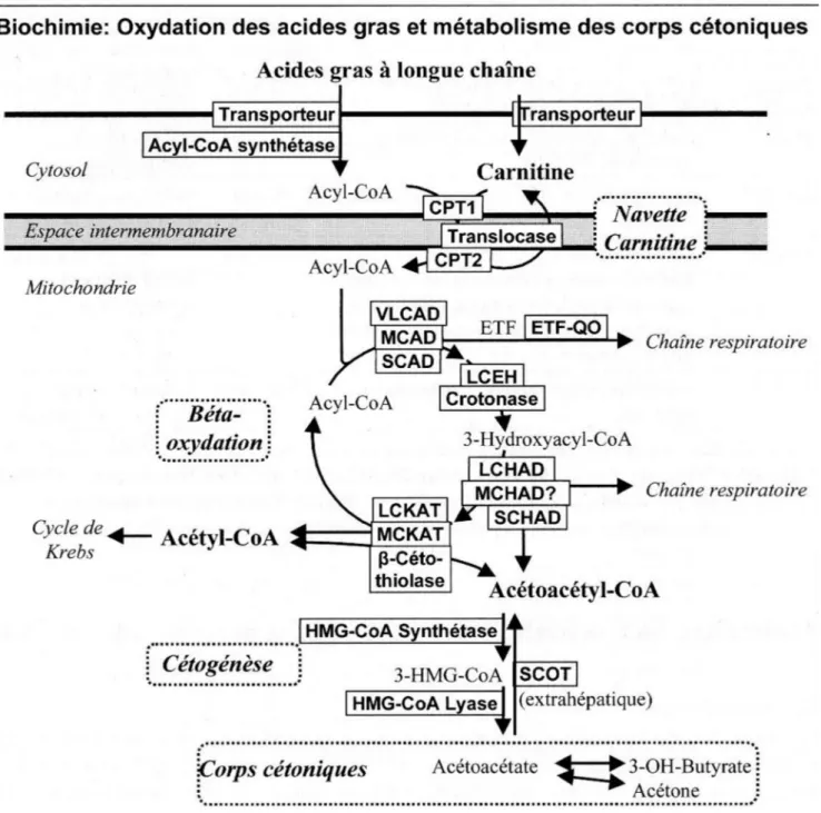 Fig. 4 Oxydation des acides gras et métabolisme des corps cétoniques