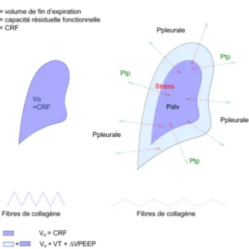 Fig. 3 Concept de stress et strain appliqué au poumon. Palv : pres- pres-sion alvéolaire ; Ptp : prespres-sion transpulmonaire ; VT : volume  cou-rant ; Δ VPEP : augmentation de volume expiratoire induite par la PEP ; CRF : capacité résiduelle fonctionnell