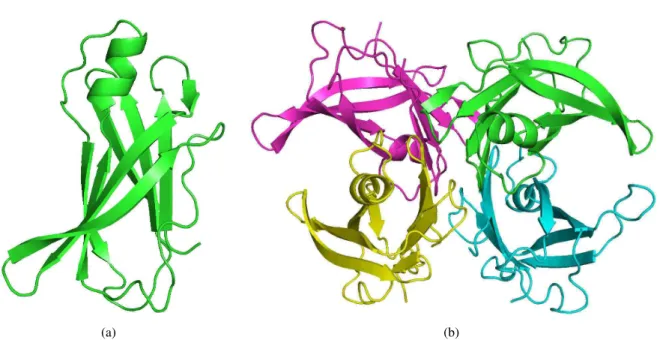 Figure 2.4: Structure of human transthyretin complex: (a) Tertiary Structure - One subunit, (b) Quaternary Structure - Four subunits