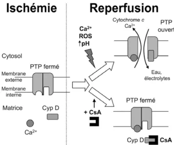 Fig. 2 Ouverture du pore de transition de perméabilité (PTP) mito- mito-chondrial au cours de l ’ ischémie – reperfusion