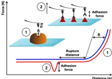 Figure  5.  Schematic  representation  of  AFM  used  in  Force  Spectroscopy  mode.  Force  spectroscopy  gives access to force curves that can be analyzed in two different ways