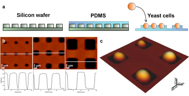 Figure  7.  Immobilization  of  living  yeast  cells.  (a)  Schematic  representation  of  yeast  cells  in  PDMS  microstructured stamps