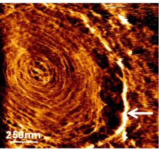 Figure 14. Exploring the ultrastructure of yeast cell surface in response to a thermal stress by AFM