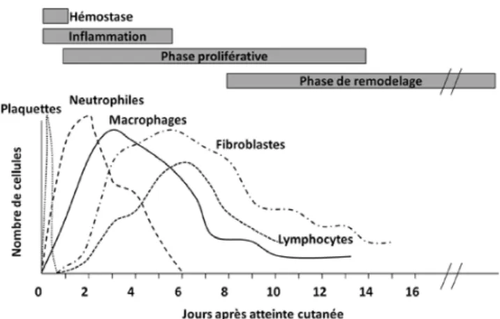 Fig. 1 Les différentes phases et types de cellules impliquées dans la cicatrisation cutanée normale