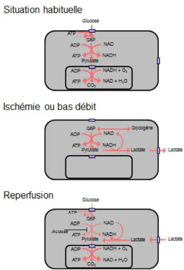 Fig. 3 Métabolisme du glucose et du lactate en situation normale en ischémie et en reperfusion