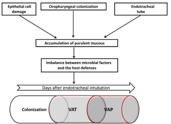 Fig. 1 Pathophysiology of development of ventilator-associated infections including tracheobronchitis (VAT) and pneumonia (VAP).
