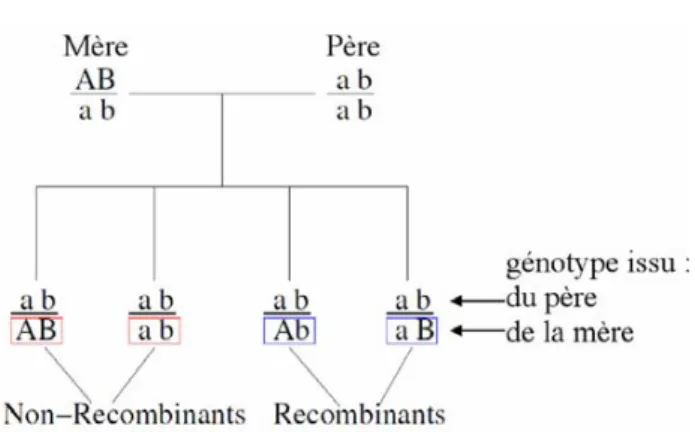 Fig. 1 Ségrégation de deux marqueurs au sein d ’ une famille