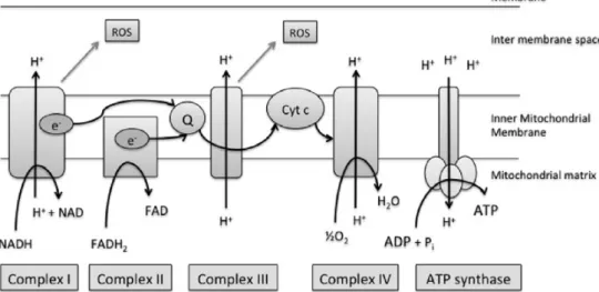 Fig. 1 The mitochondrial electron transport chain. A number of redox reactions enable the generation of a proton (H+) gradient to gener- gener-ate ATP
