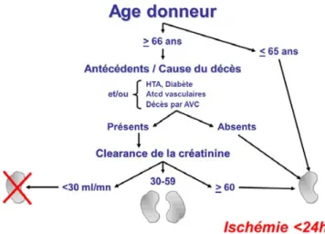 Fig. 2 Arbre décisionnel du programme français BIGRE. Le pro- pro-gramme Bi-greffe (BIGRE), mis en place en France depuis 2003, consiste à greffer un receveur avec les deux reins du même donneur en fonction des critères d ’ âge, des antécédents, de la caus