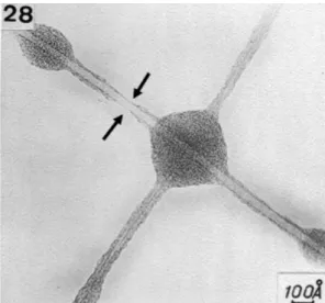 figure 3 : a) enroulement d’une feuille de graphène donnant naissance à un nanotube mono feuillet,  b) enroulement de plusieurs feuilles de graphène pour la formation d’un nanotube multi feuillets. 
