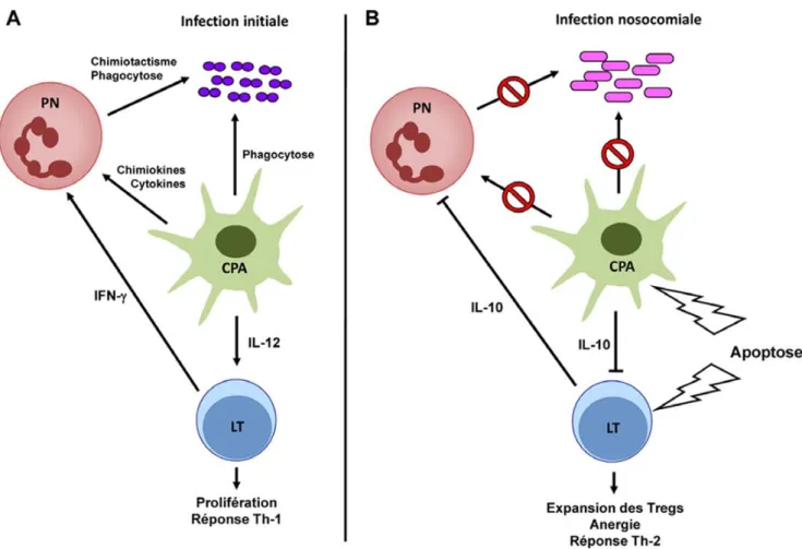 Fig. 1 Dysfonctions immunitaires de l ’ hôte septique au cours des infections secondaires