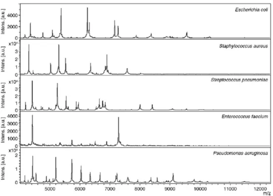 Fig. 1 Empreintes spectrales obtenues à partir de colonies entières de cinq espèces bactériennes différentes (matrice α -CHCA)