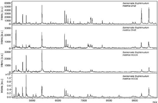 Fig. 3 Empreintes spectrales d ’ une même souche de Salmonella typhimurium obtenues avec deux matrices différentes : DHB et CHCA.