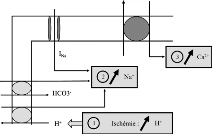 Fig. 2 Représentation schématique des principaux mouvements ioniques participant à l ’ apparition des surcharges sodique et calcique au cours de l ’ ischémie-reperfusion myocardique