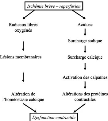 Fig. 3 Représentation schématique et simplifiée des principales hypothèses du mécanisme de la sidération myocardique