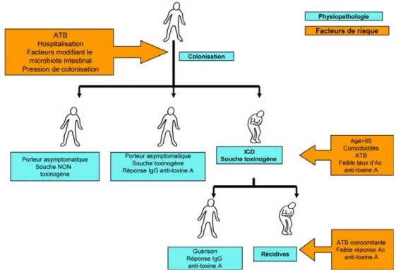 Fig. 4 Représentation schématique des étapes et des facteurs de risque d ’ infections à Clostridium difficile