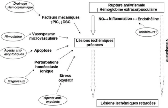 Fig. 1 Principaux mécanismes hypothétiques des lésions ischémiques précoces et retardées après hémorragie sous-arachnoïdienne et potentielles cibles thérapeutiques