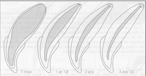 Figure 5 : développement de la racine d'une canine maxillaire depuis la fin de l'éruption dentaire jusqu'à la   maturité de la racine ( Emily et Penman, 1992).
