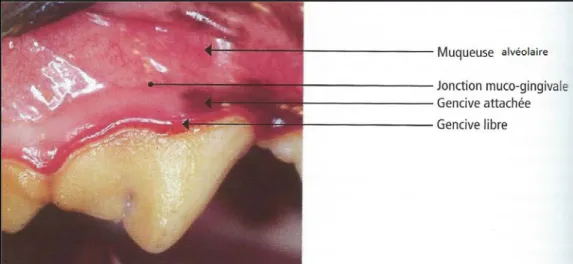 Figure 9 : représentation de la muqueuse alvéolaire et des deux types de gencive chez un chien (Hennet et  Boutoille, 2013)