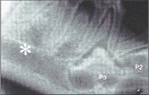 Figure 20 : diagnostic radiographique d'une agénésie dentaire de la quatrième prémolaire mandibulaire  permanente à 12 semaines (*) (Hennet, 2006)