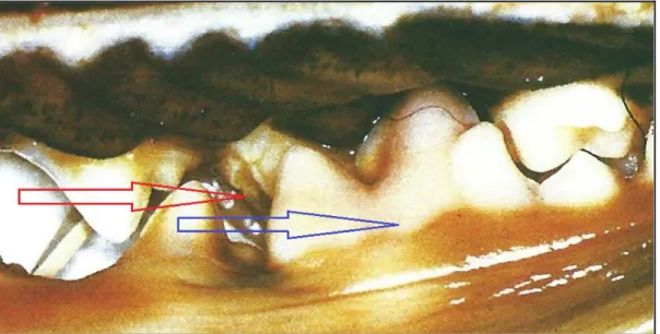 Figure   34 :   vue   linguale   de   l'articulé   en   ciseau   des   carnassières   et   de   l'occlusion   des   molaires :   la  carnassière mandibulaire (flèche bleue) est en lingual de la carnassière maxillaire (flèche rouge) (Hennet,  1993)