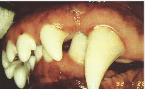 Figure   35 :  berger   allemand   avec   une   prognathie   maxillaire :   on   note   un   décalage   entre   les   incisives  maxillaires et mandibulaires (« overjet ») (Hennet, 1993)