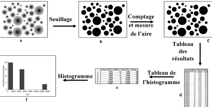 Fig. II.17 – Schéma de principe d’utilisation du logiciel de traitement d’image: (a) image obtenue au MEB, (b) image après avoir subit un seuillage, (c) image ayant subit un comptage, (d) tableau des résultats, (e) histogramme des résultas.