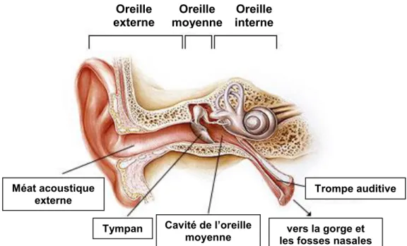 Figure  2  :  La  constitution  de  l'oreille  et  son  lien  avec  les  structures  pharyngées  (d'après : Biarge, 2014)