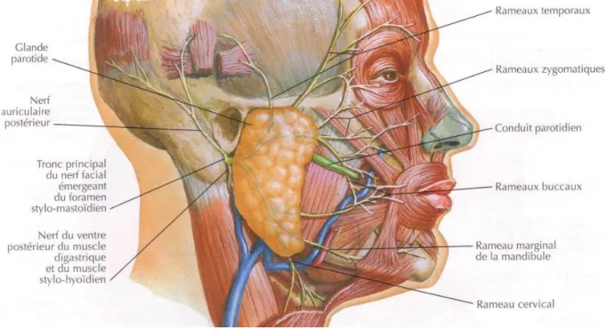Figure 4 : Trajet du nerf facial (source : Netter, 2007). 