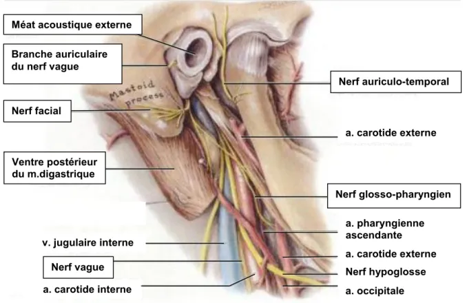 Figure  5  :  Trajets  des  différents  nerfs  par  rapport  au  méat  acoustique  externe  (a