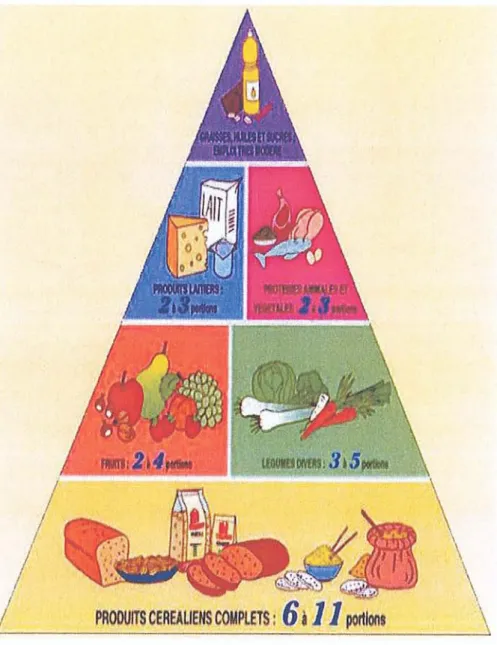 Figure 4 : pyramid e alimentaire [SIRTü LI G., 2005]