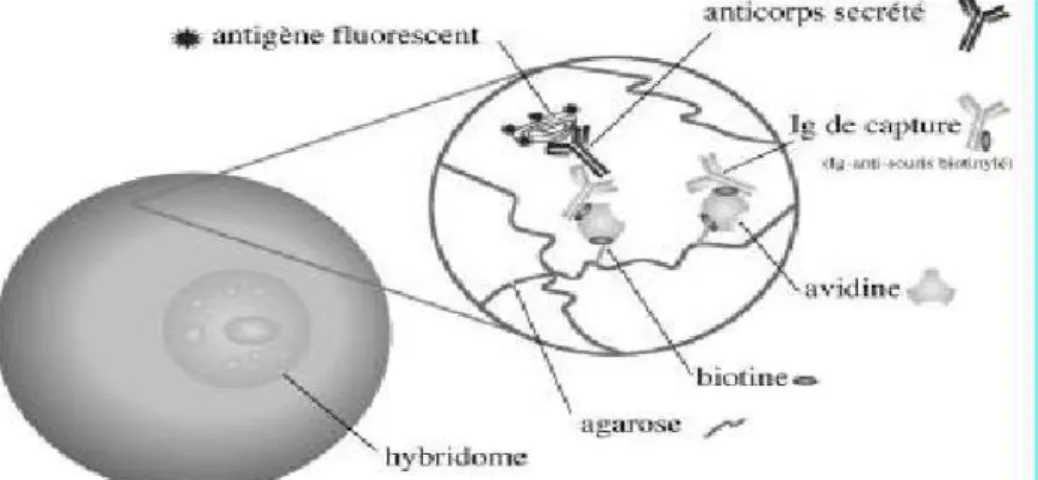 Figure n°3  : clonage par cytomètrie de flux, technique de Secretion Capture Report Web  (SCRW) (Kenney et al., 1998) 