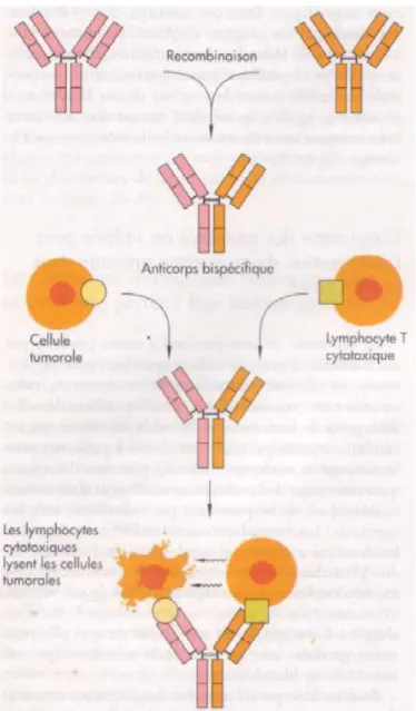 Figure n°10  : anticorps bispécifique  2.2.5.  Les anticorps couplés 
