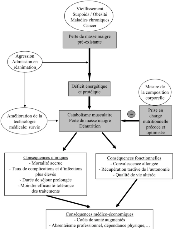 Fig. 2 Causes et conséquences de la perte de masse maigre chez les patients de réanimation
