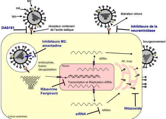 Fig. 1 Cycle schématique de multiplication du virus grippal et cibles d ’ action des antiviraux actuels ou en essais cliniques Les virus grippaux portent à leur surface deux glycoprotéines majeures, l ’ hémagglutinine (HA) et la neuraminidase (NA)