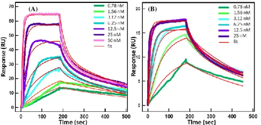 Table 3.3 Reaction  and affinity constants of thrombin interaction with HD1, NU172 and HD22  aptamers