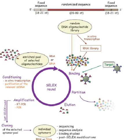 FIGURE 1.12  Scheme of in vitro selection process of aptamers through SELEX . Reprinted from (Strehlitz and  Stoltenburg, 2009) 