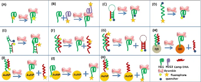 FIGURE 1.15 Aptamer-based fluorescence assays for thrombin detection (A) change of fluorescence anisotropy  or intensity upon thrombin binding; (B) ELISA-type detection with fluorescently-labeled secondary aptamer;  (C-E, G) FRET turn-on and turn-off forma