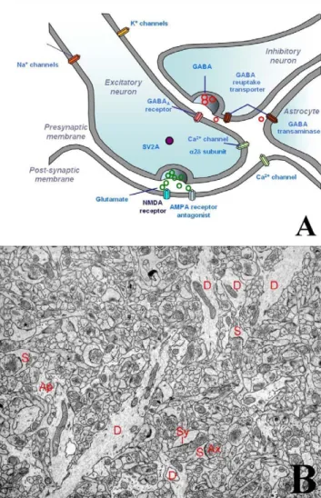 Fig. 2 A. Le neuropile hippocampique (illustration due au Pr P.