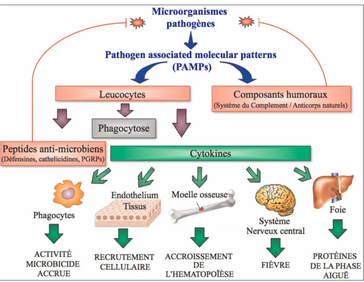 Fig. 1 Les différentes étapes de la réponse contre les pathogènes microbiens. Au cours du processus infectieux, les agents pathogènes sont détectés par les composants humoraux (système du complément, anticorps naturels)