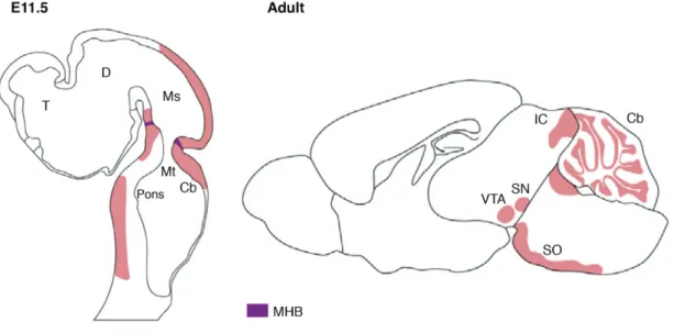 Figure 4. L’expression d’Engrailed chez l’embryon et l’adulte 