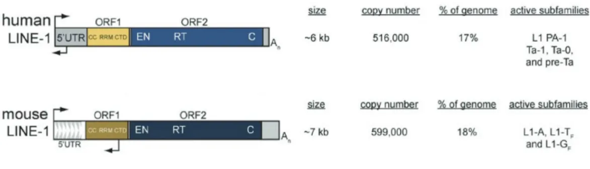 Figure 6. Structure des éléments transposables LINE-1 chez l’homme et la souris 