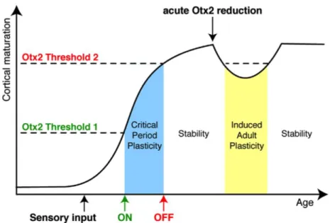 Figure 16 : Schéma du rôle de l’internalisation d’Otx2 sur la maturation  corticale 