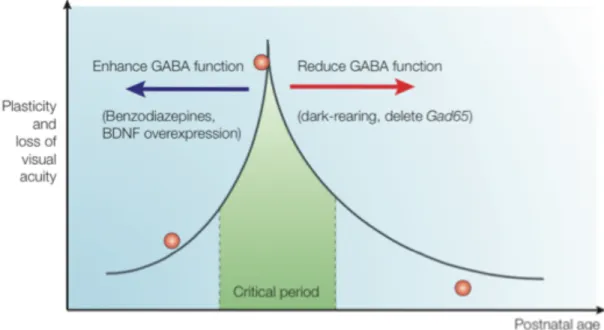 Figure 13 : La période critique est dictée par la fonction du GABA 