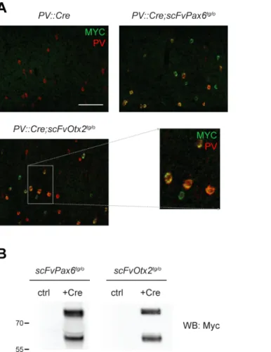 Fig 2. Strategies for inducing expression of scFv in PV cells or in CSF. A) Co-staining for Myc and PV in layers II-IV of the binocular zone of the visual cortex (V1b) of P30 PV::Cre, PV::Cre;scFvPax6 tg/o and PV::Cre;