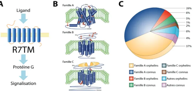 Figure 1 : Les Récepteurs à Sept Domaines Transmembranaires (R7TM) ou Récepteurs Couplés aux  Protéines G (RCPG) 