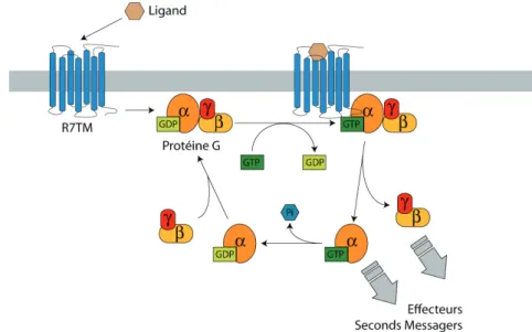 Figure 4 : Cycle des protéines G trimériques