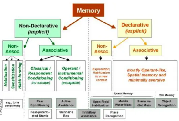 Figure 29 : Classification des différents types de mémoires et les quelques taches  comportementales associées