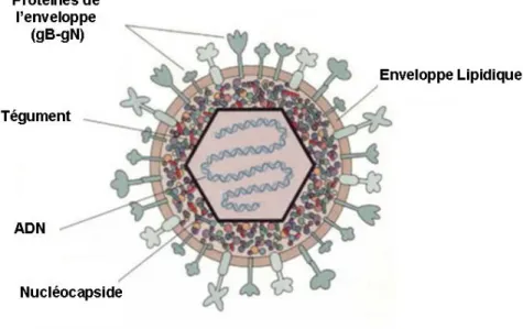 Figure 2a : Structure de l’Herpès simplex Virus de type 1 (HSV1)  (d’après Todar, K 2006) 